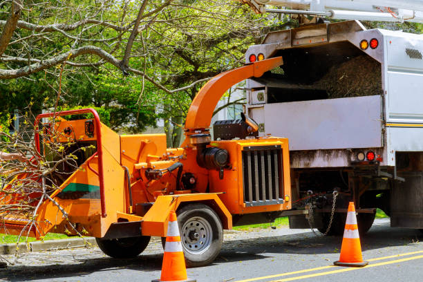 Trusted Liberty, KY Tree Removal Experts